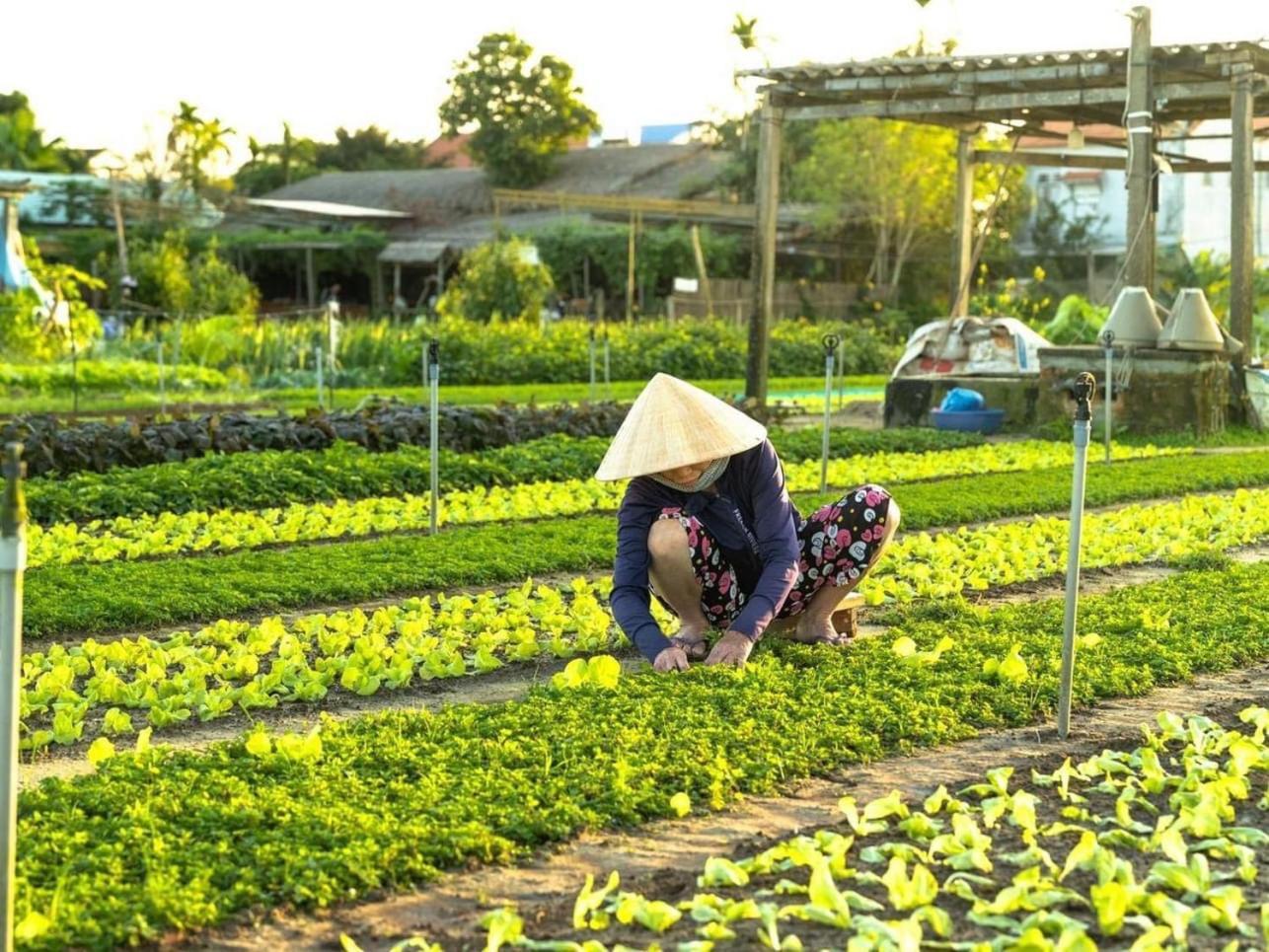 Appartement Hoi An Cabbage Garden Extérieur photo
